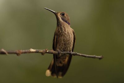 Kolibri aus den Regenwälder Mindos Kolibri aus den Regenwälder Mindos