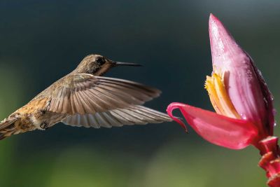 Kolibri im Flug Kolibri im Flug